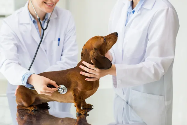 Two doctors are examining a dog 's fur.